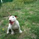 Nuestros cachorros, bull terriers